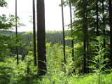 Solling - Wald 01